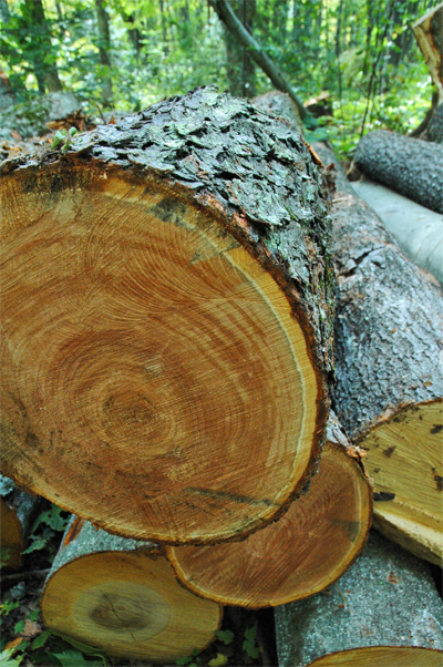 Upper Peninsula Timber Sales, Timber Marketing, Top 10 List