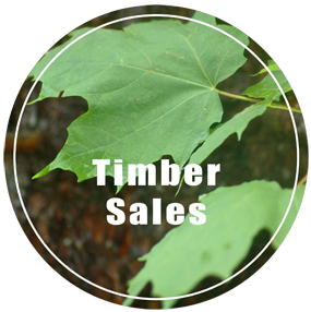 UP Timber Sales - Timber Sales in Michigan's Upper Peninsula